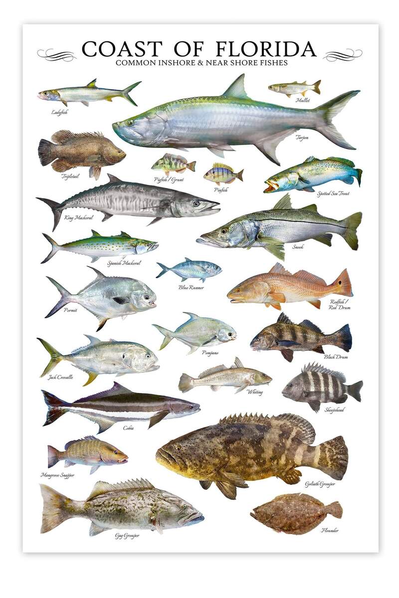 24x36 Coast Of Florida Common Inshore Nearshore Fishes Poster Florida Fish Poster Fish ID Chart Etsy 24x36 Coast Of Florida Common Inshore Nearshore Fishes Poster Florida Fish Poster Fish ID Chart Etsy