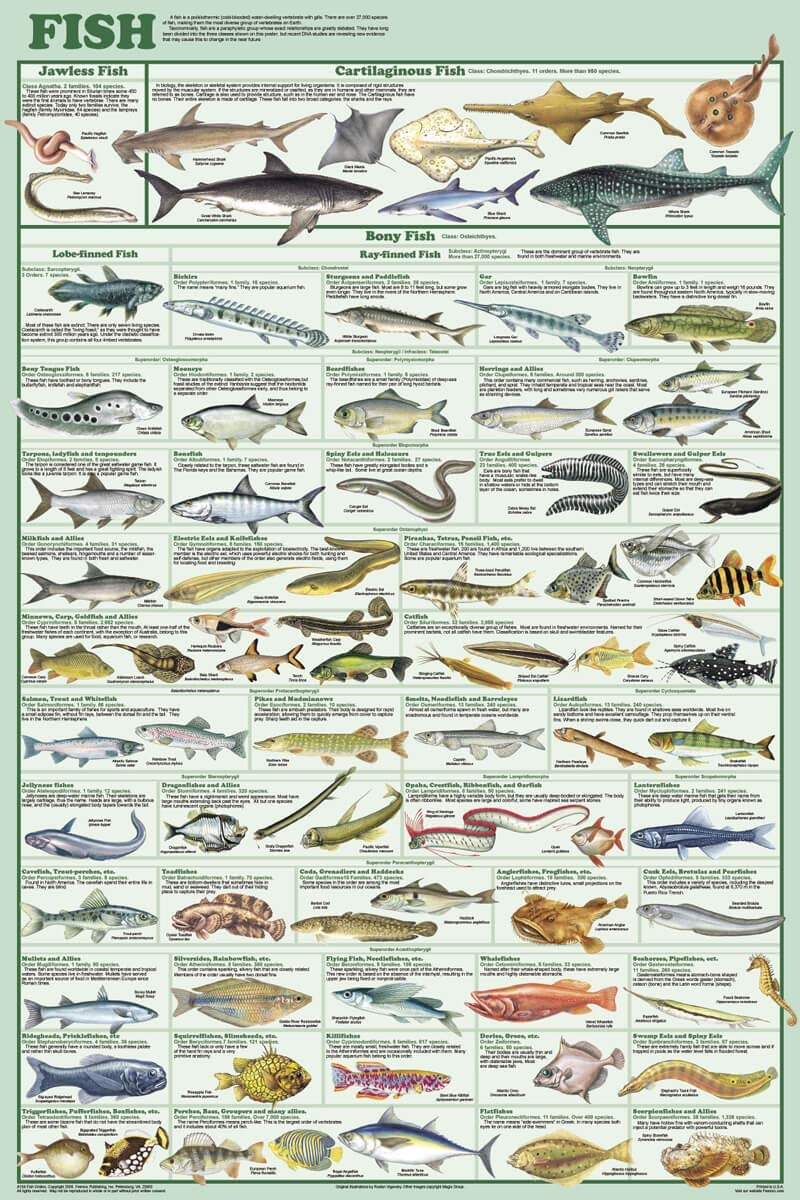 Amazon 123Posters Fish Species Educational And Decorative Chart Poster 24 X 36 Posters Prints Amazon 123Posters Fish Species Educational And Decorative Chart Poster 24 X 36 Posters Prints