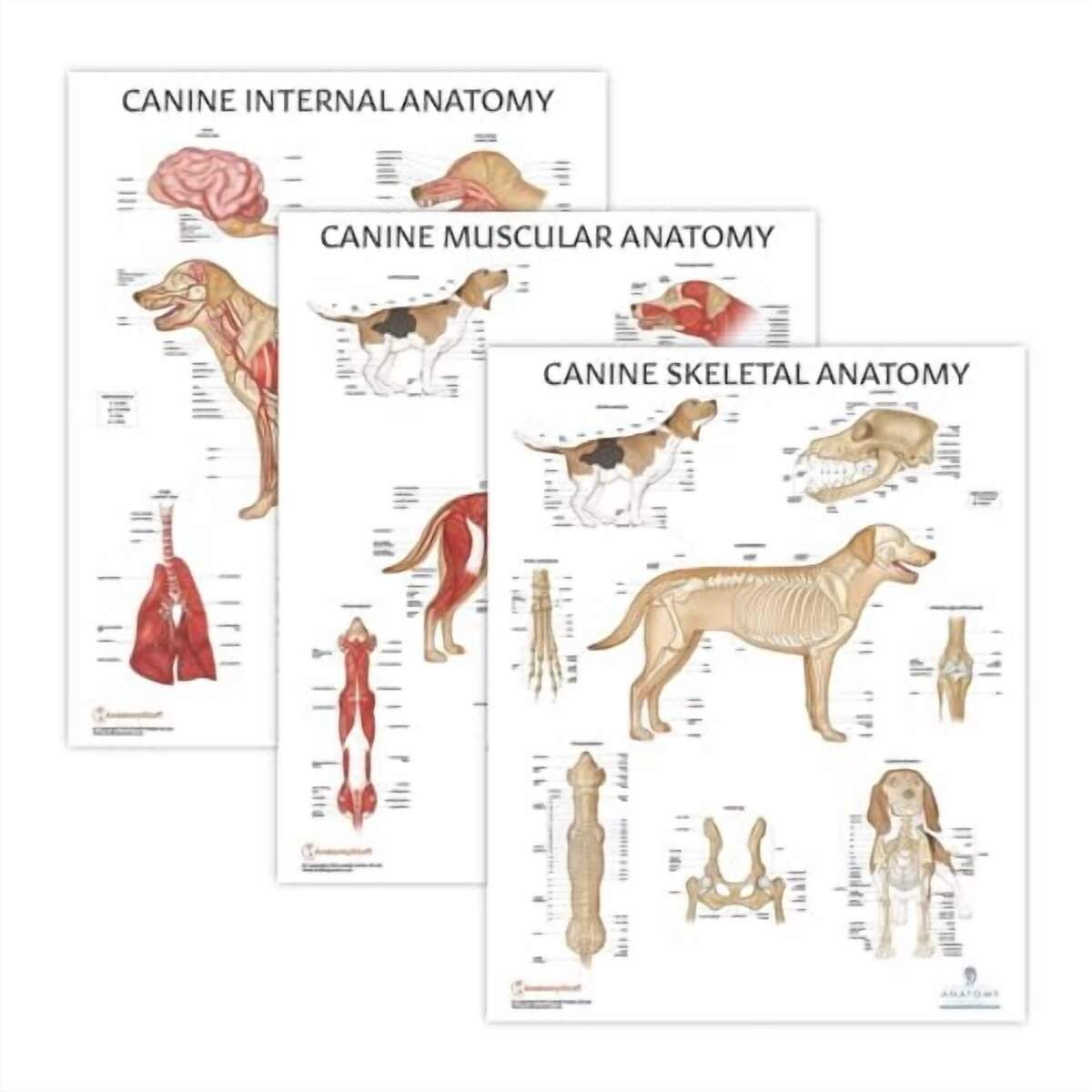 Anatomy Lab Canine Internal Muscular Skeletal Laminated Poster Set Walmart Business Supplies