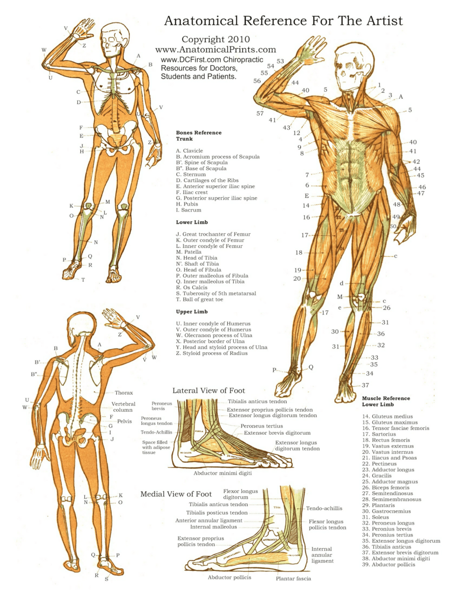 Free Editable Printable Anatomy Poster Templates Canva