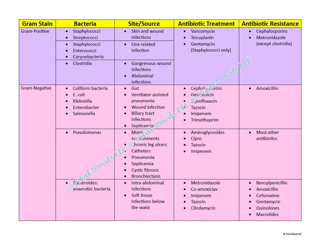 Bacterial Organisms And Antibiotic Treatment Chart Etsy