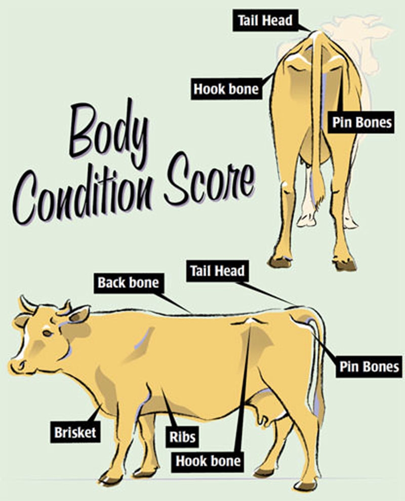 Body Condition Scoring For Cows Hobby Farms Body Condition Scoring For Cows Hobby Farms