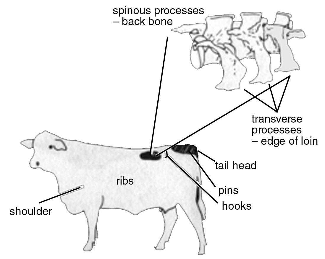 Body Condition Scoring Of Cows Oklahoma State University Body Condition Scoring Of Cows Oklahoma State University