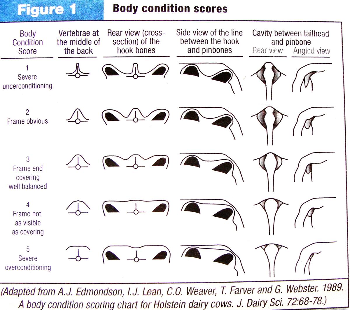 Body Condition Spirited Rose Homestead Dairy Farm Body Condition Scoring Of Cows Oklahoma State University