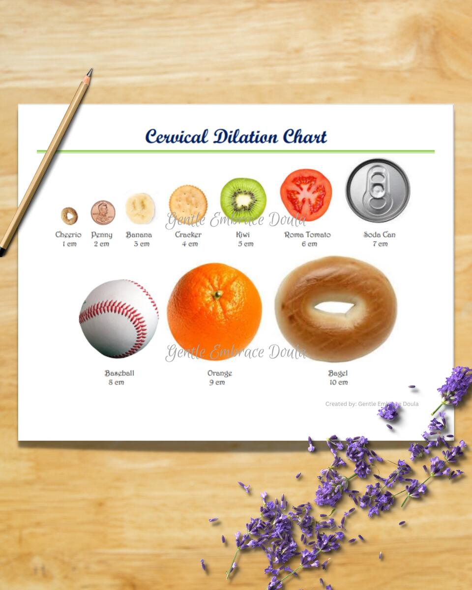 Cervical Dilation Chart Handout Cervical Dilation Tool Cervical Dilation Wheel Childbirth Birth Class Education Birth Class Teaching Etsy