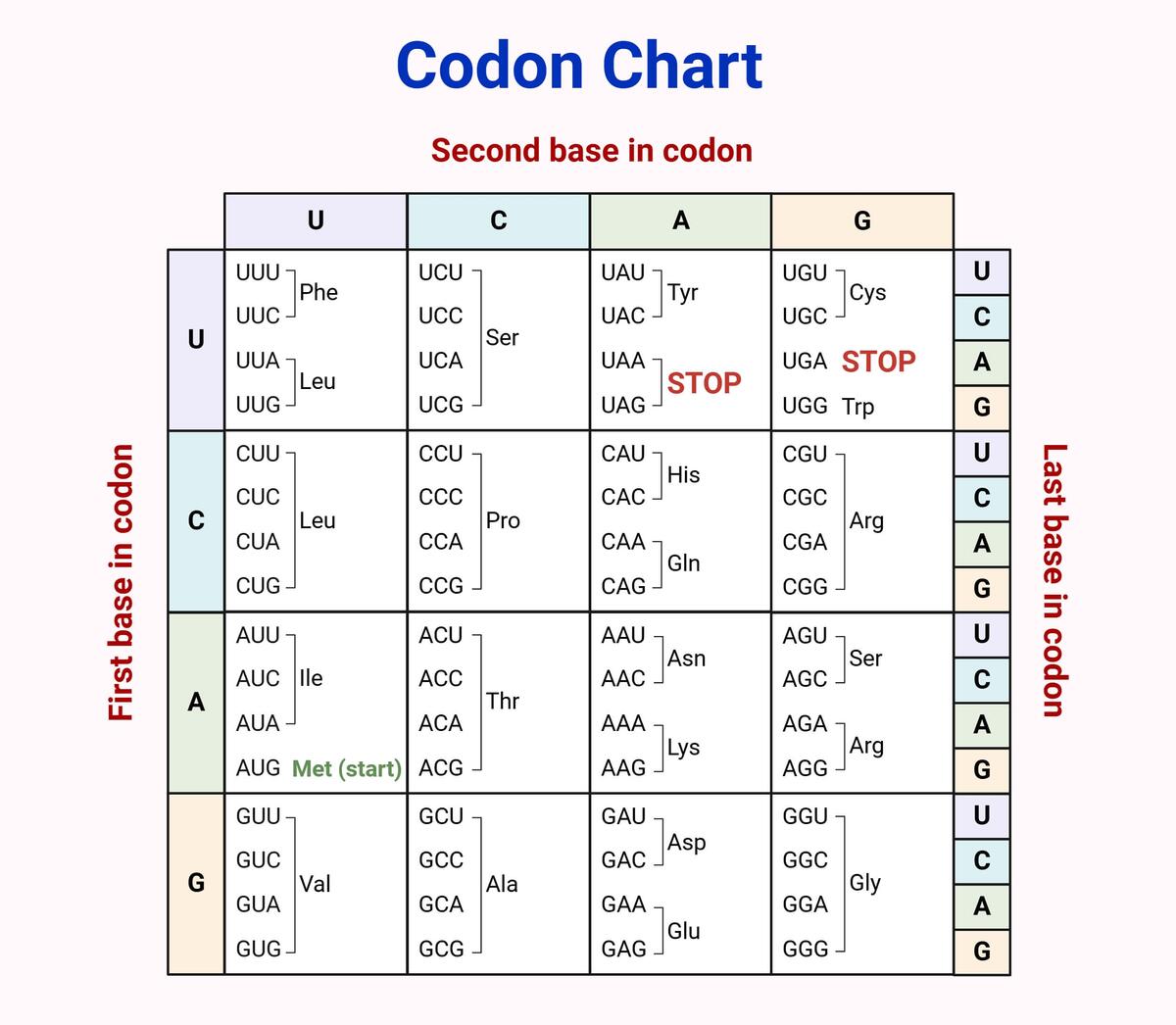 Codon Chart Table Amino Acids RNA Wheel Explained Codon Chart Table Amino Acids RNA Wheel Explained