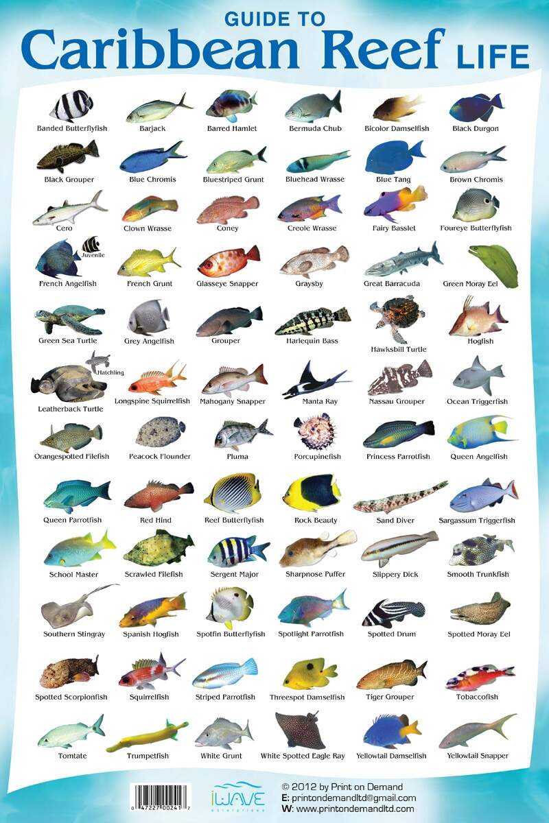 Coral Reef Fish Species Fishes You Can See While Snorkeling Riviera Maya Snorkeling Coral Reef Fish Species Fishes You Can See While Snorkeling Riviera Maya Snorkeling