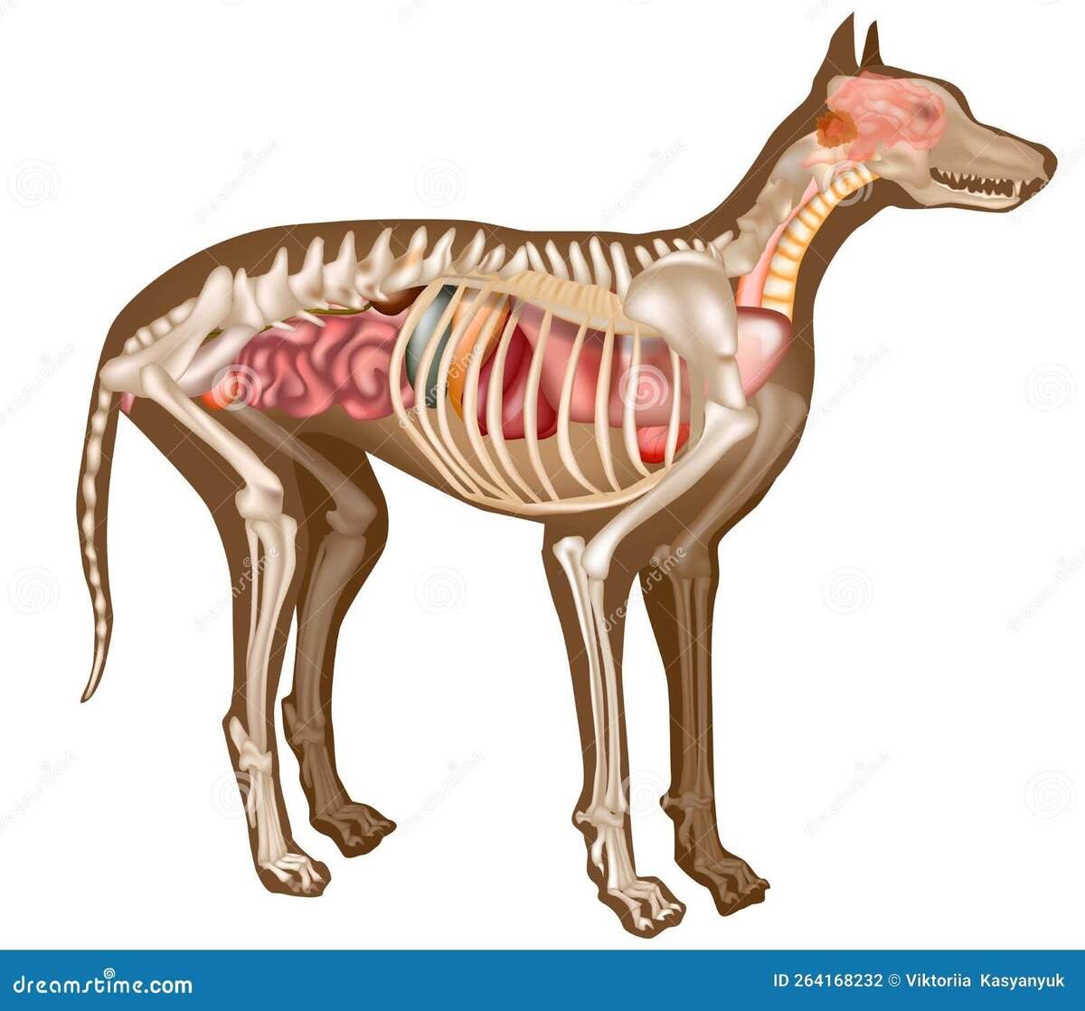Dog Anatomy Organs Stock Illustrations 154 Dog Anatomy Organs Stock Illustrations Vectors Clipart Dreamstime