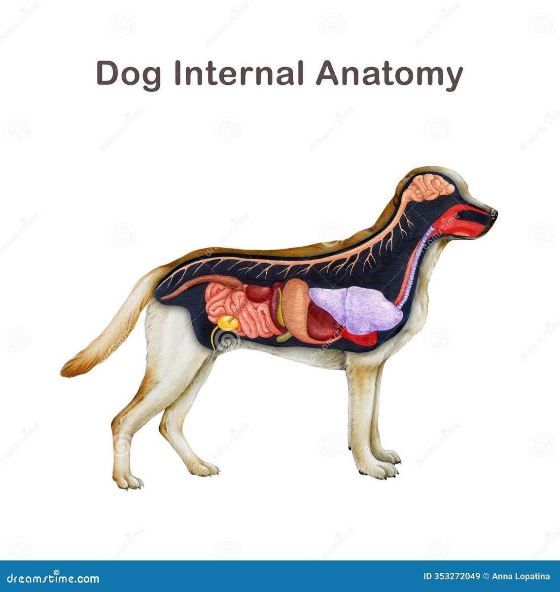 Dog Anatomy Organs Stock Illustrations 154 Dog Anatomy Organs Stock Illustrations Vectors Clipart Dreamstime
