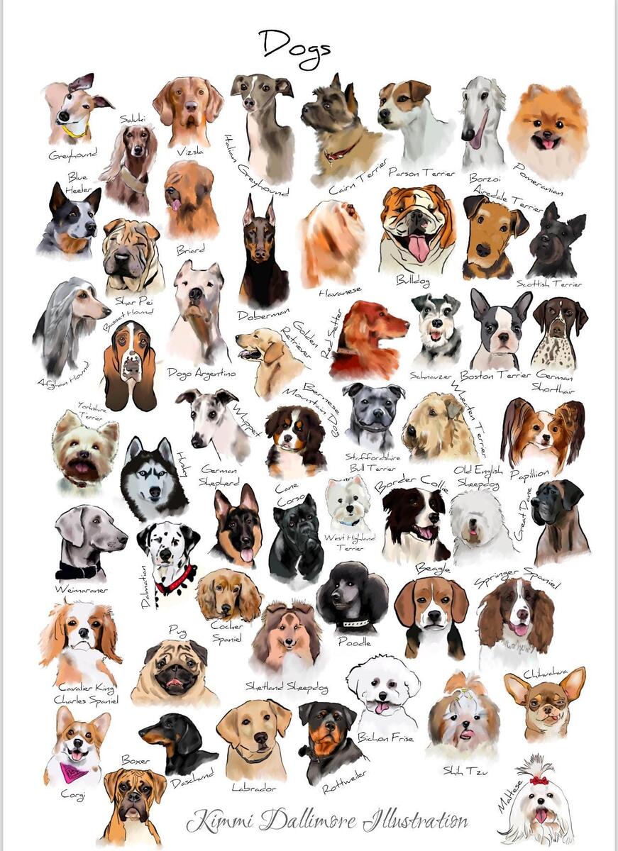 Dog Breed Illustration Art Print Dog Varieties Wall Chart Etsy Denmark Dog Breed Illustration Art Print Dog Varieties Wall Chart Etsy Denmark