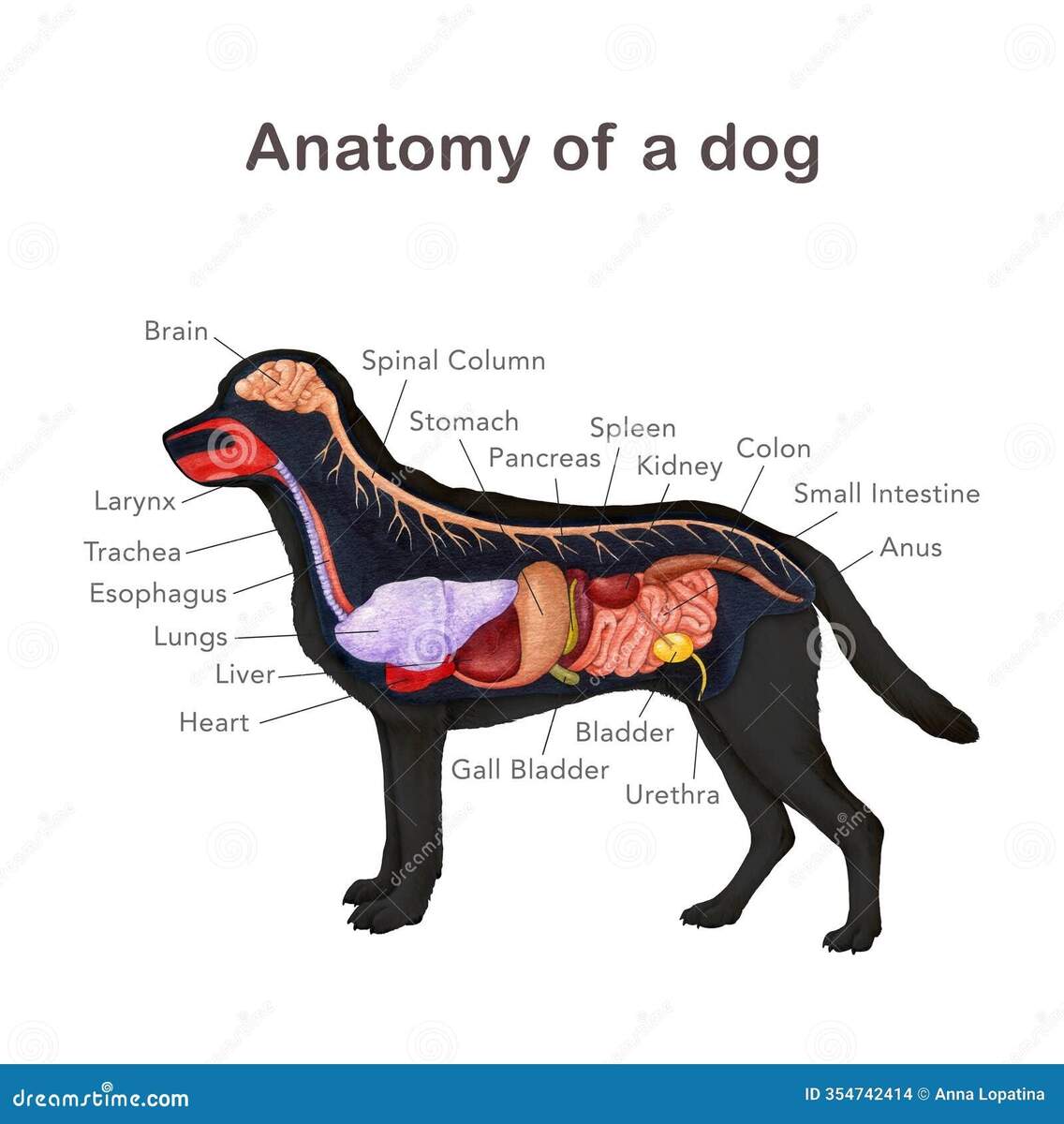 Dog Anatomy Organs Stock Illustrations 154 Dog Anatomy Organs Stock Illustrations Vectors Clipart Dreamstime