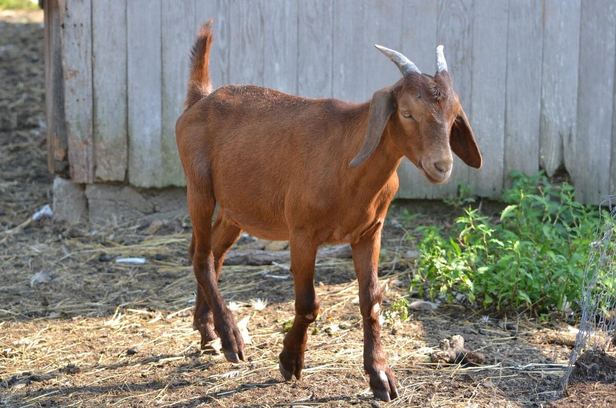 Doing Your Own Goat Fecal Exam Eden Hills