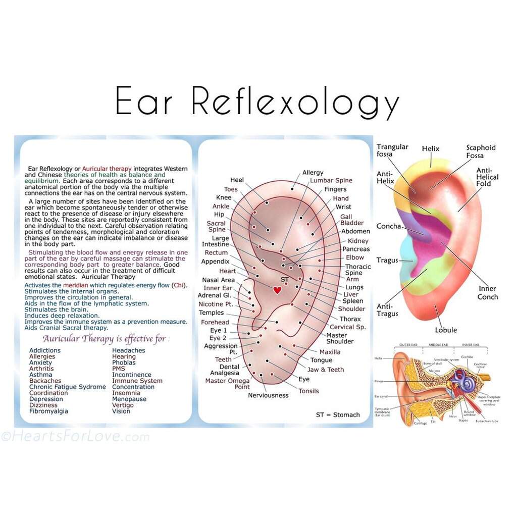 Ear Reflexology Guide And Chart Etsy Norway