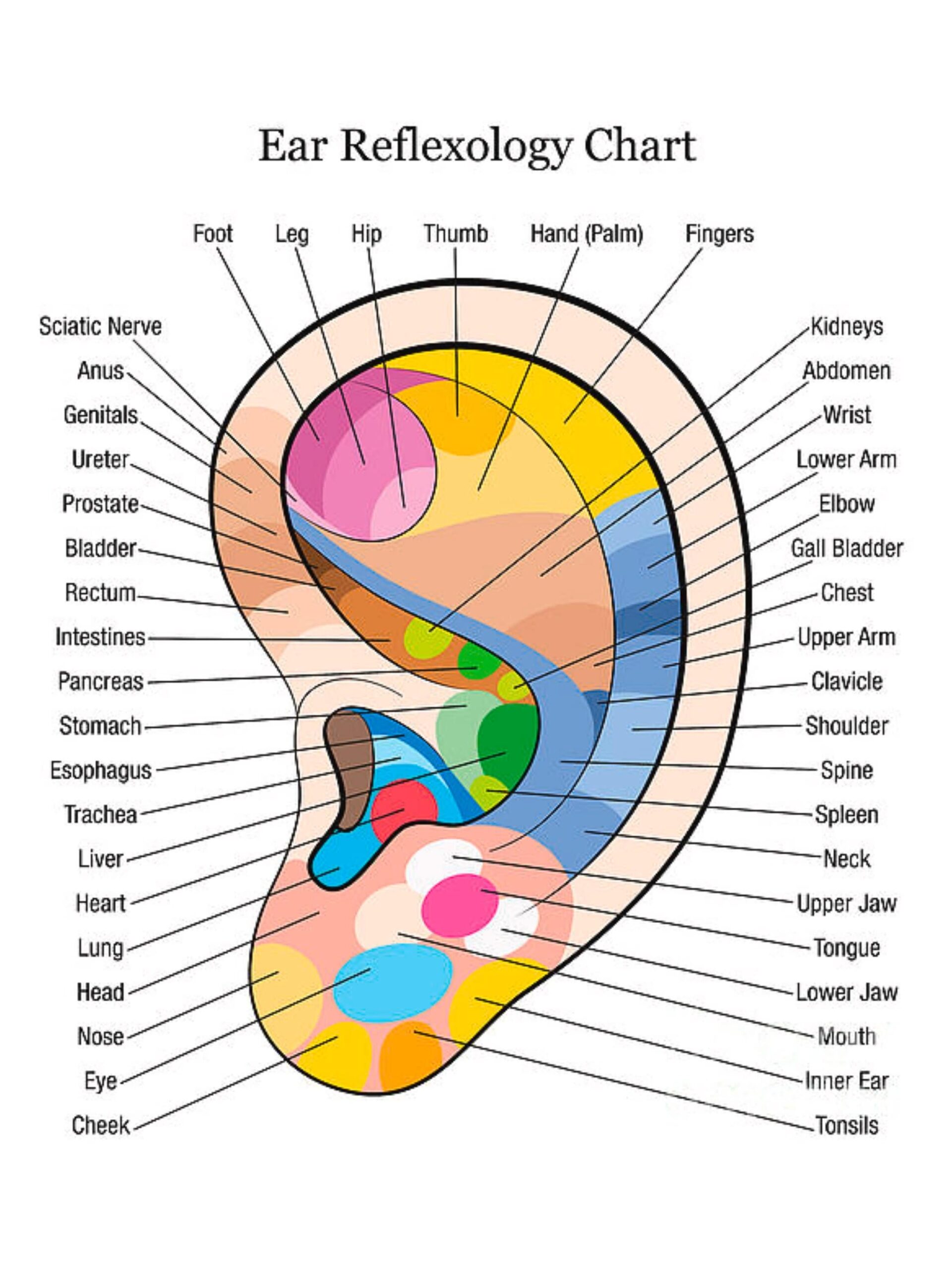 Ear Reflexology Guide And Chart Etsy