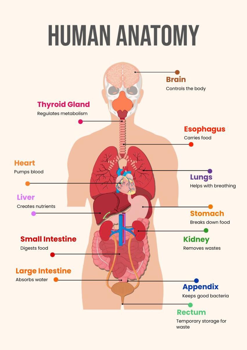 Editable Anatomy Templates In PDF To Download