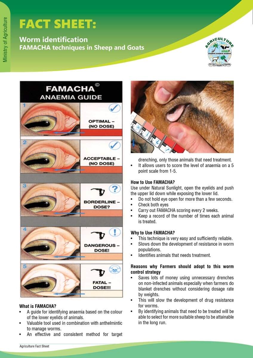 Fact Sheet On Worm Identification FAMACHA Techniques In Sheep And Goats Goat Health Quick Charts Dewormer Antibiotics FAMACHA PDF Etsy