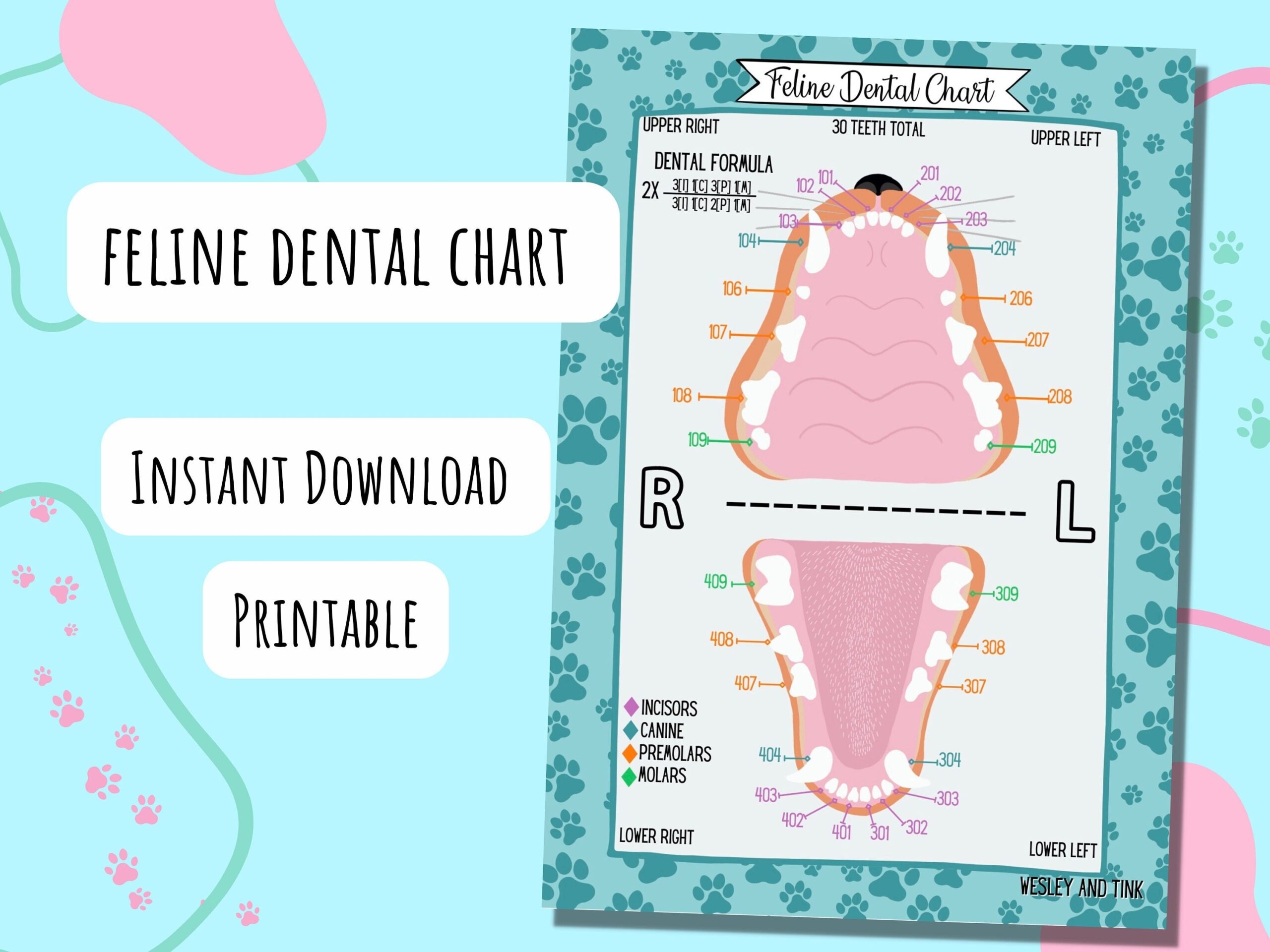Feline Dental Chart DIGITAL DOWNLOAD Printable Poster Reference Card Study Vet Veterinary Etsy Feline Dental Chart In Illustrator PDF Download Template