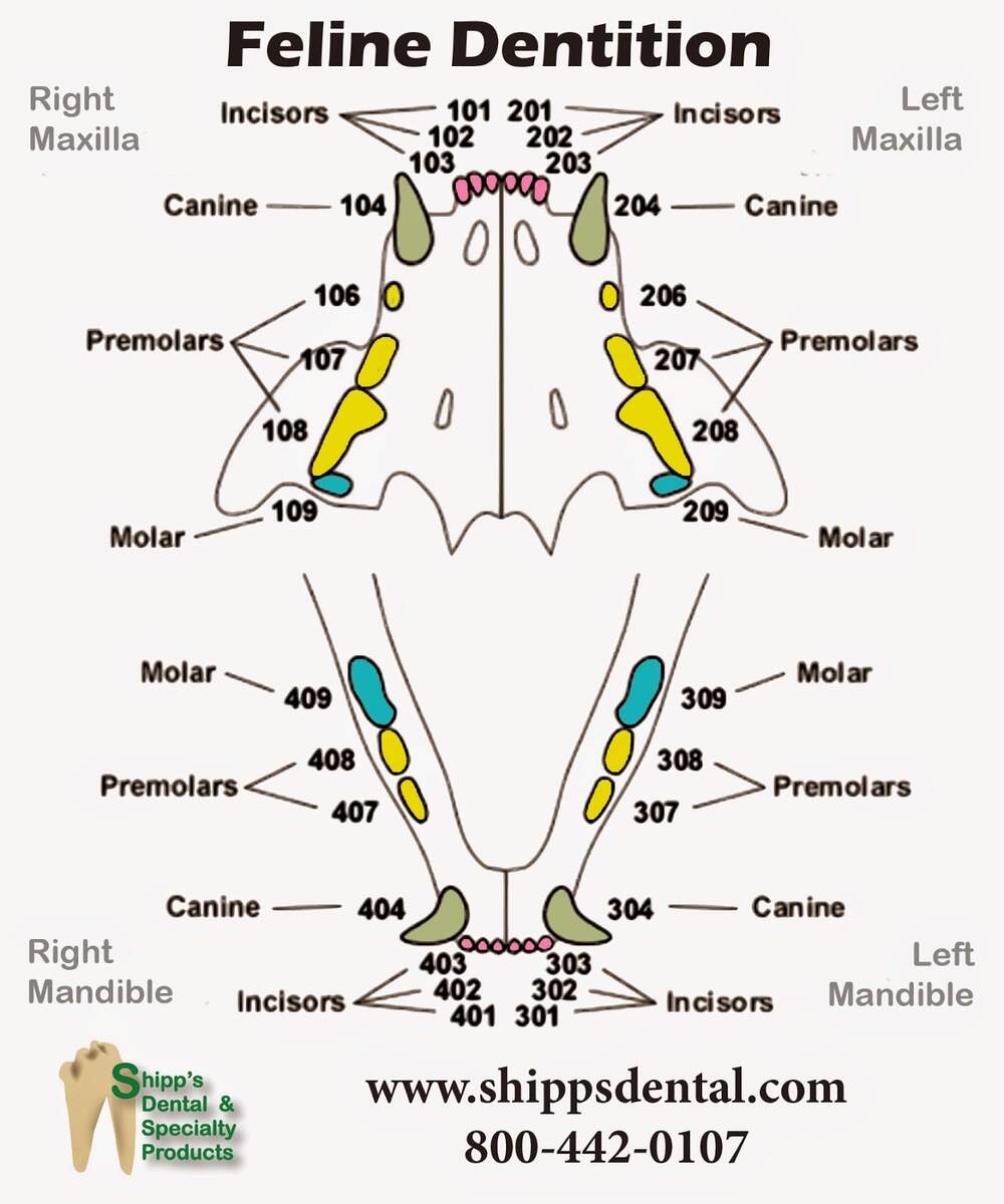 Feline Dental Chart Feline Dental Chart