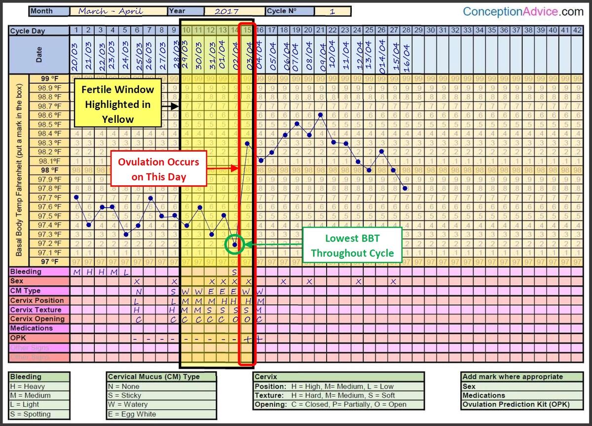 Fertility Charting Fertile Window Calculator Conception Advice