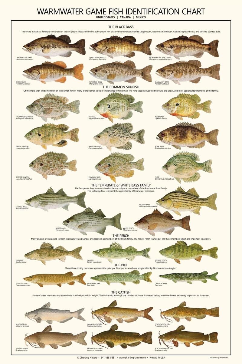 Fish Poster Trout Salmon And Char Poster And Identification Chart Females Walmart