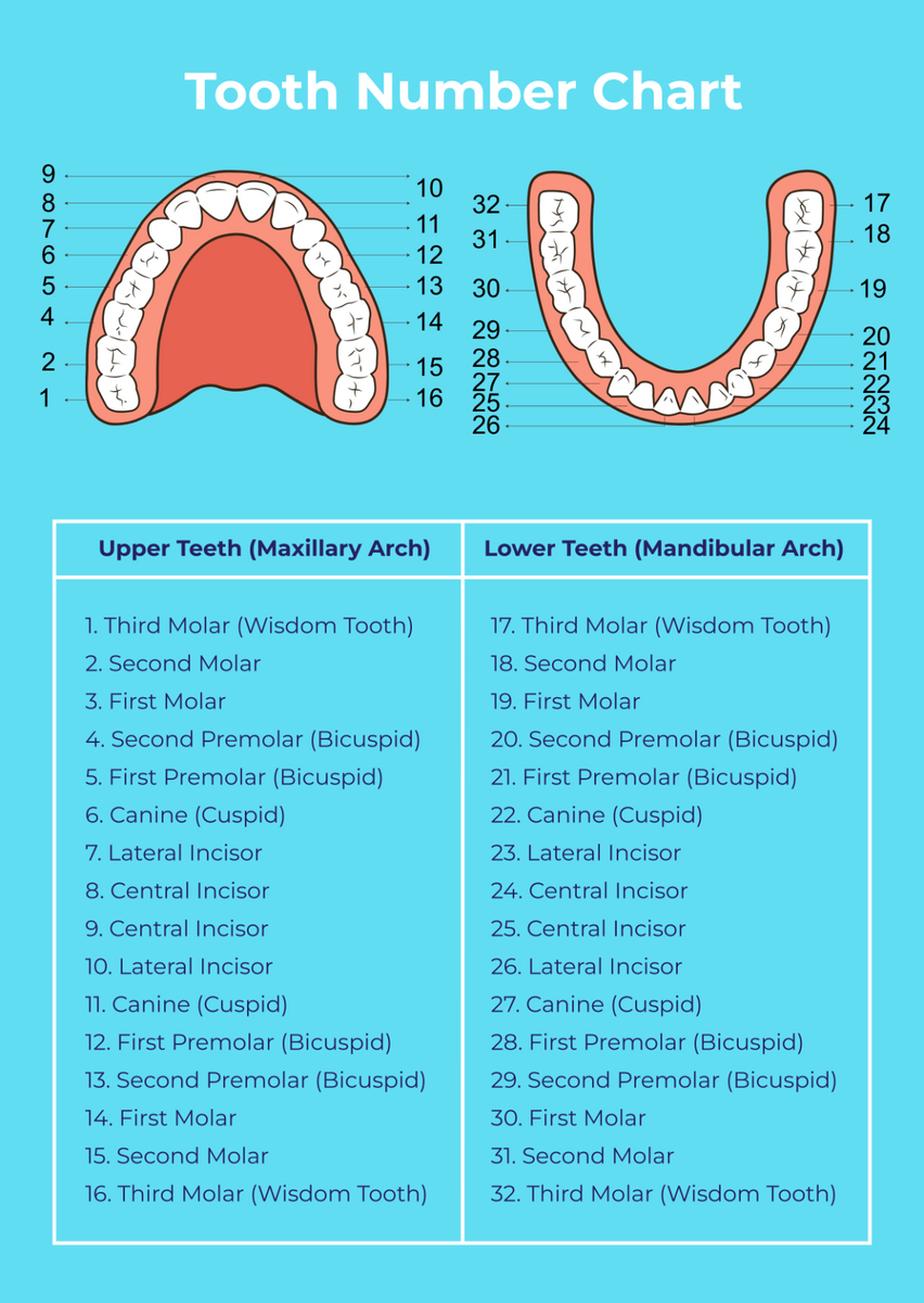 Free Tooth Chart Templates Editable And Printable