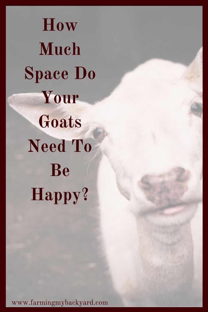 How Much Space Do Your Goats Need To Be Happy Farming My Backyard