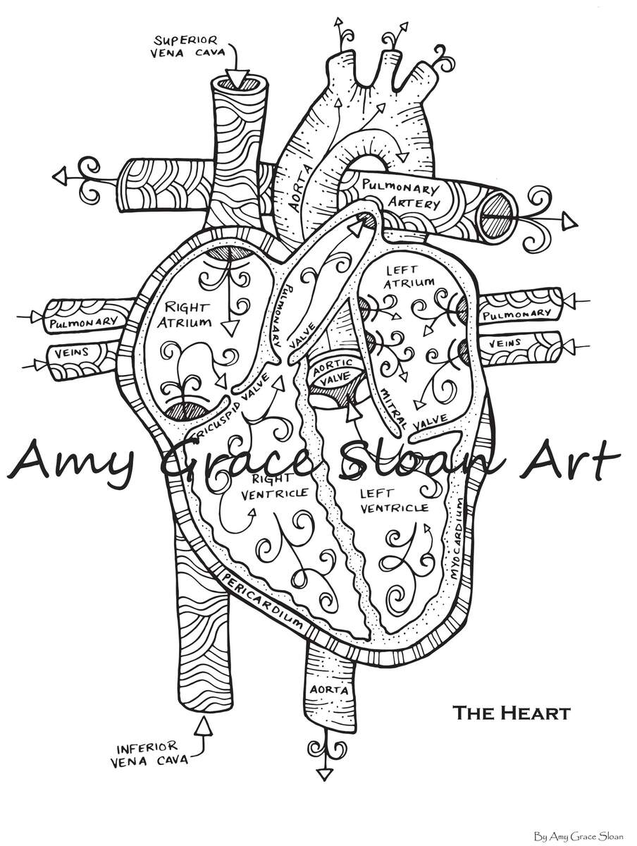 Human Anatomy Coloring Pages Etsy Israel