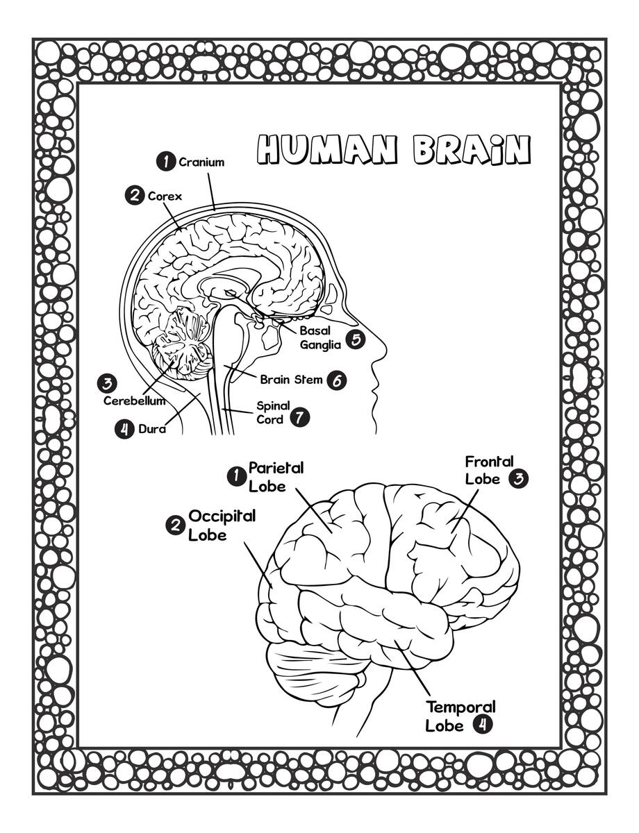 Human Anatomy Coloring Pages For Kids Learn The Body Part S Name Made By Teachers