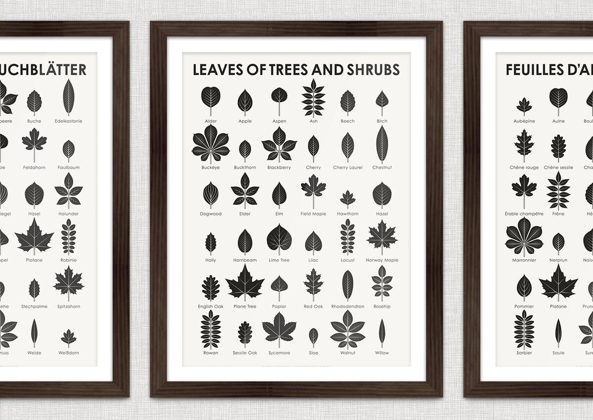 Identification Chart Leaves Of Trees And Shrubs Iris Luckhaus Illustration Design Identification Chart Leaves Of Trees And Shrubs Iris Luckhaus Illustration Design