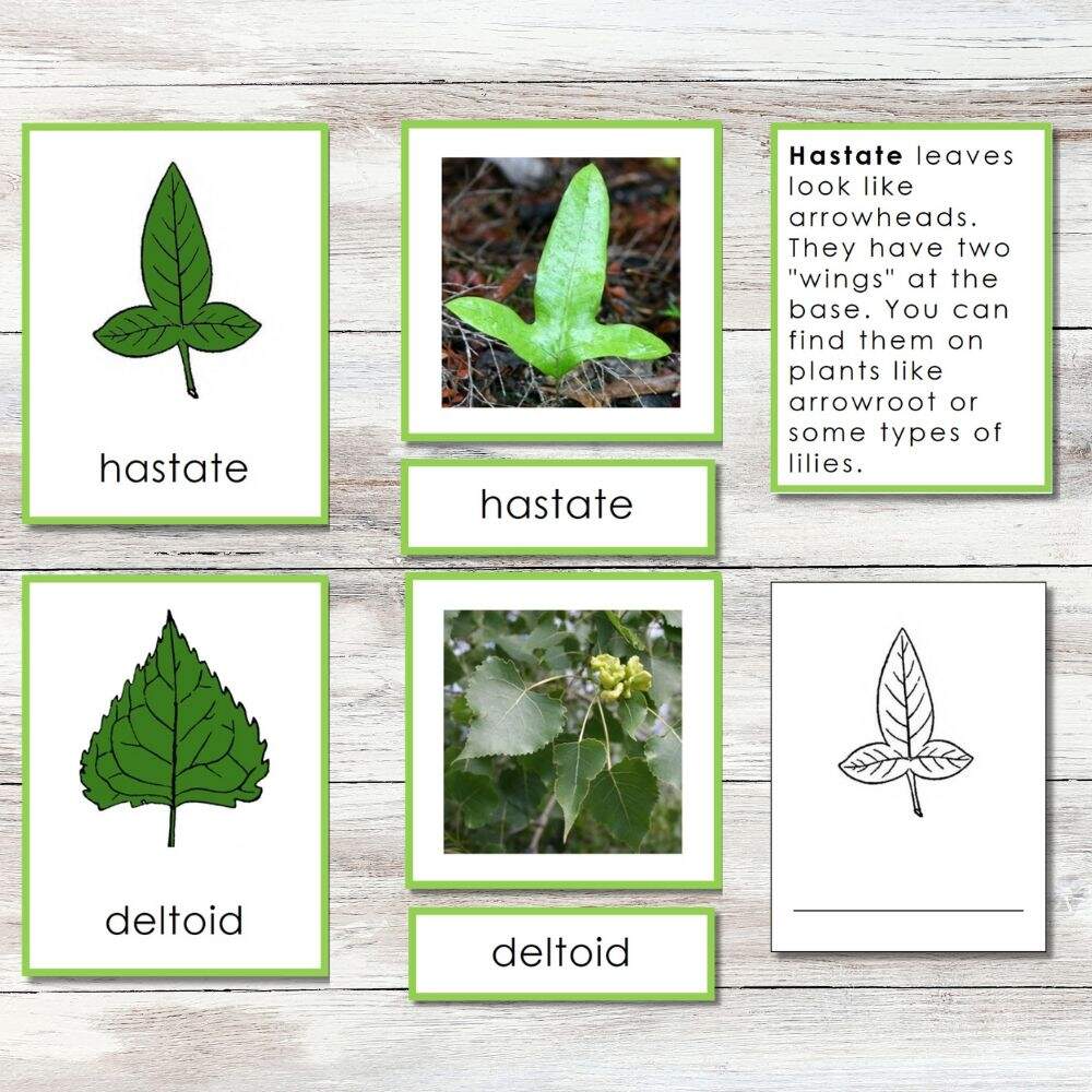 Leaf Shapes 3 Part Cards Information Worksheets Montessori Nature Leaf Shapes 3 Part Cards Information Worksheets Montessori Nature