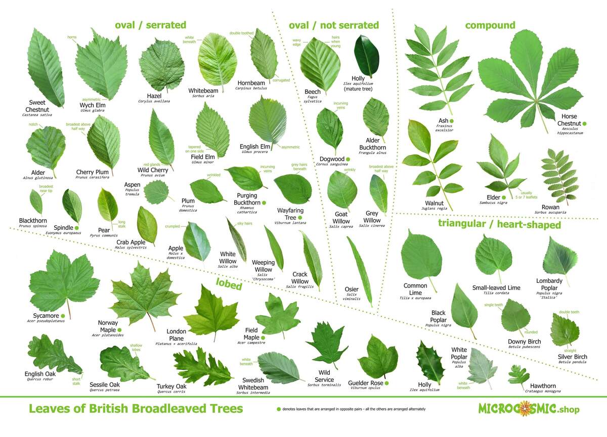 Leaves Of British Trees Identification Poster Download Etsy Leaves Of British Trees Identification Poster Download Etsy