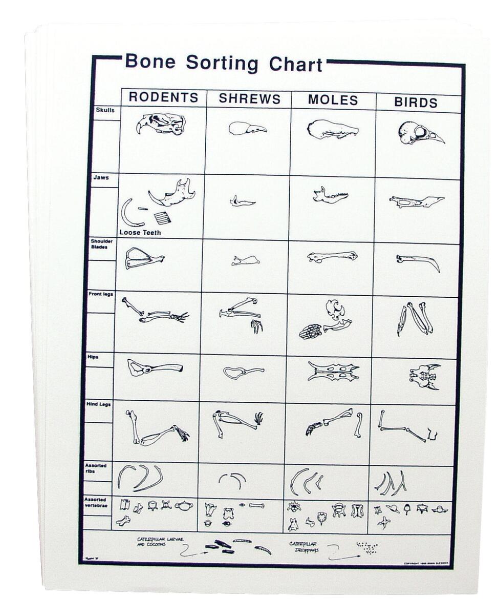 MansionSchools Owl Pellet Bone Sorting Charts Pack Of 15 Learning Science Owl Pellets Pack 30 Pack Large Owl Pellets Kit Includes Bone Sorting Sheets Guide Owl Pellet Kit