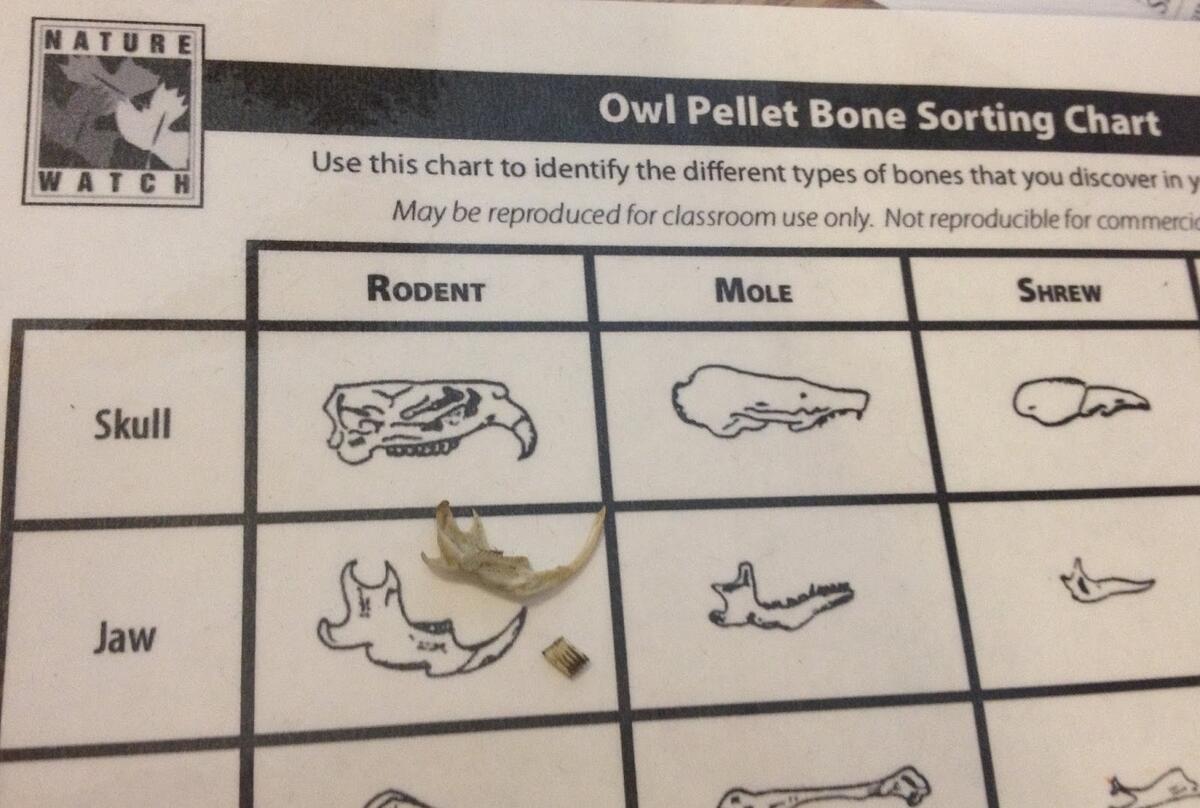 Owl Toys Owl Pellet Bone Chart Disect It Owl Toys Owl Pellet Bone Chart Disect It