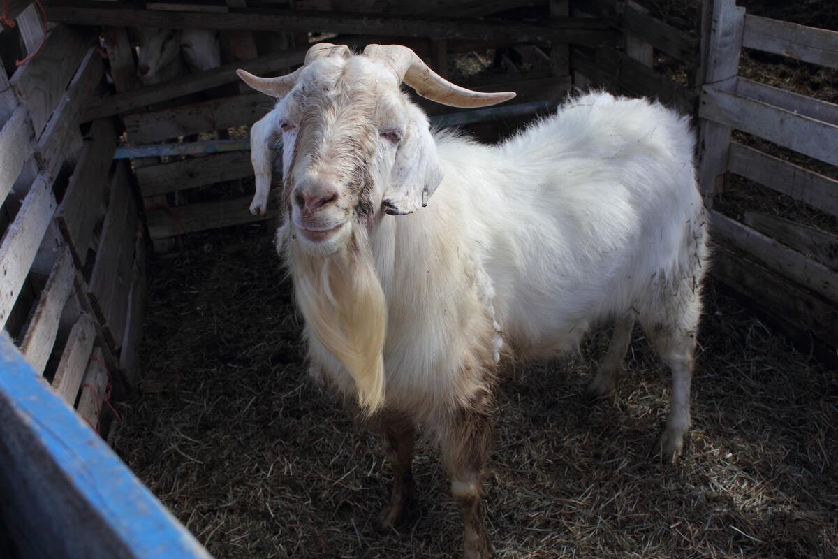 Preventing And Treating Coccidiosis In Goats Goat Journal