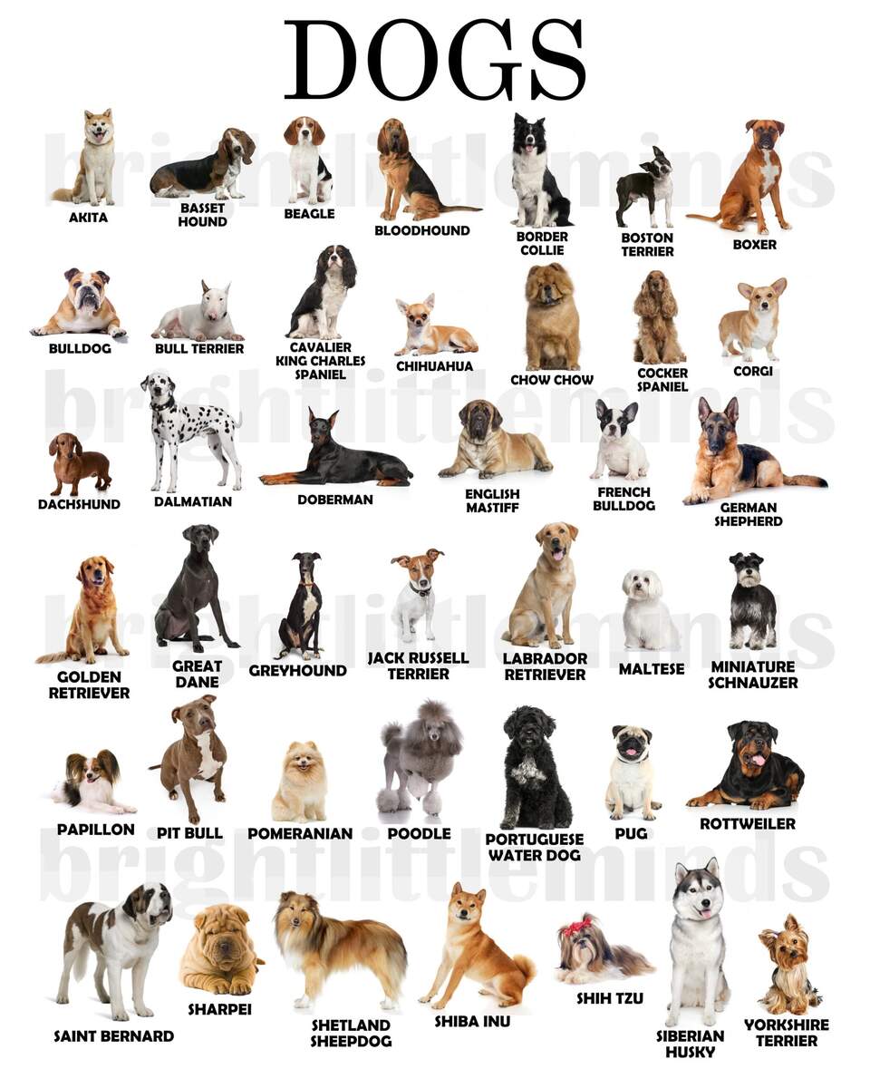Printed And Framed Dog Breeds Poster Montessori Etsy Printed And Framed Dog Breeds Poster Montessori Etsy