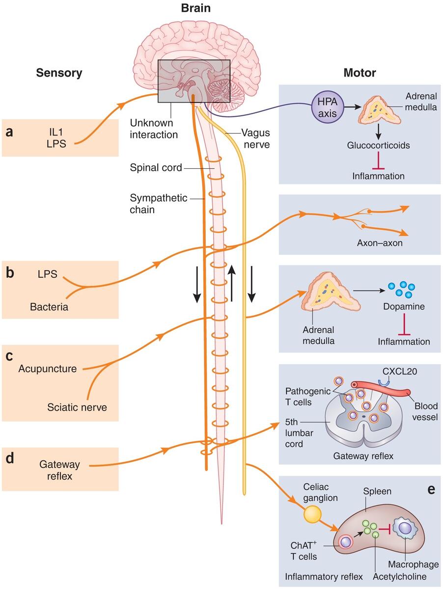 Regulating Innate Immunity With Dopamine And Electroacupuncture Nature Medicine