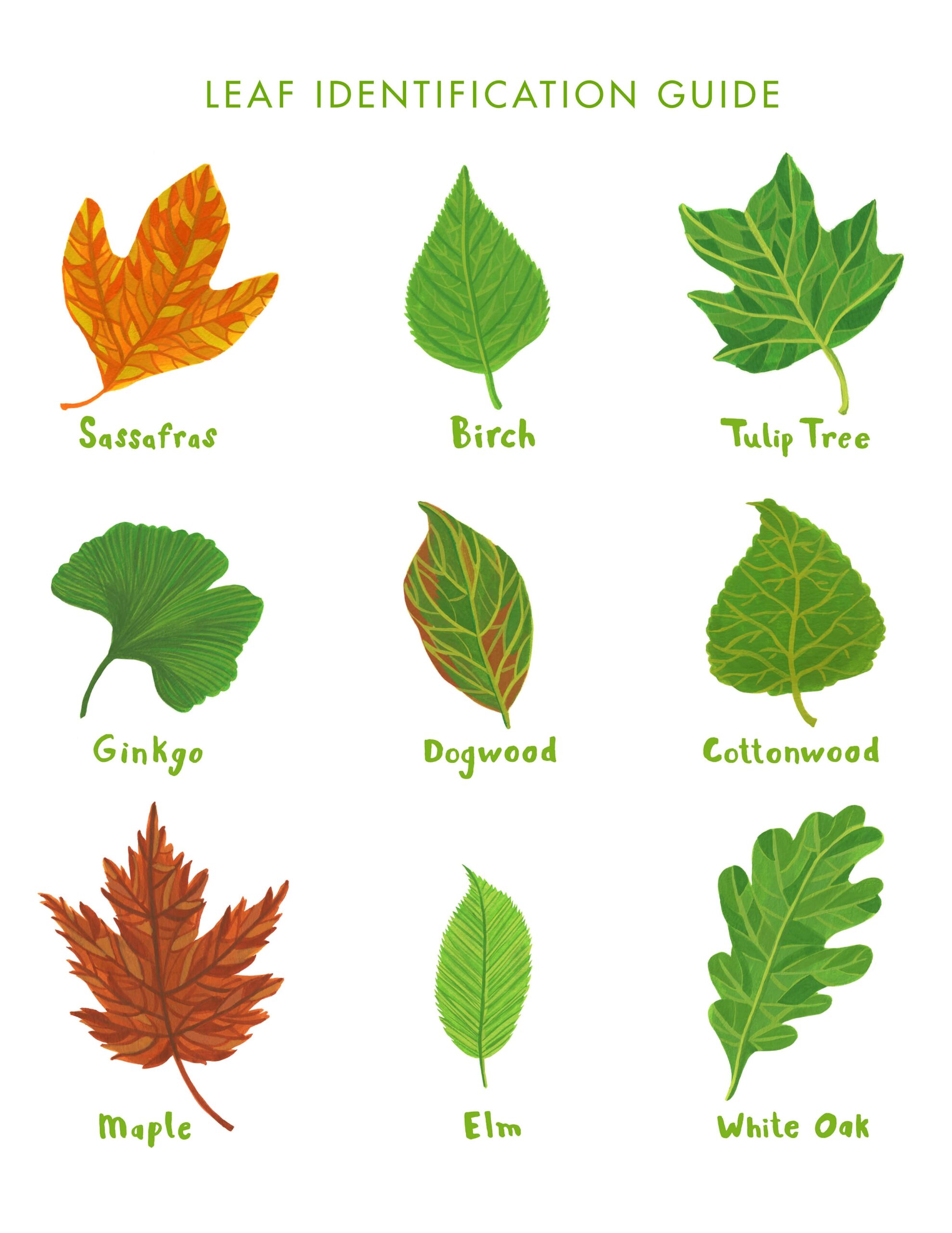 Rookie Saturday Printable Leaf Identification Guide Leaves Of British Trees Identification Poster Download Etsy
