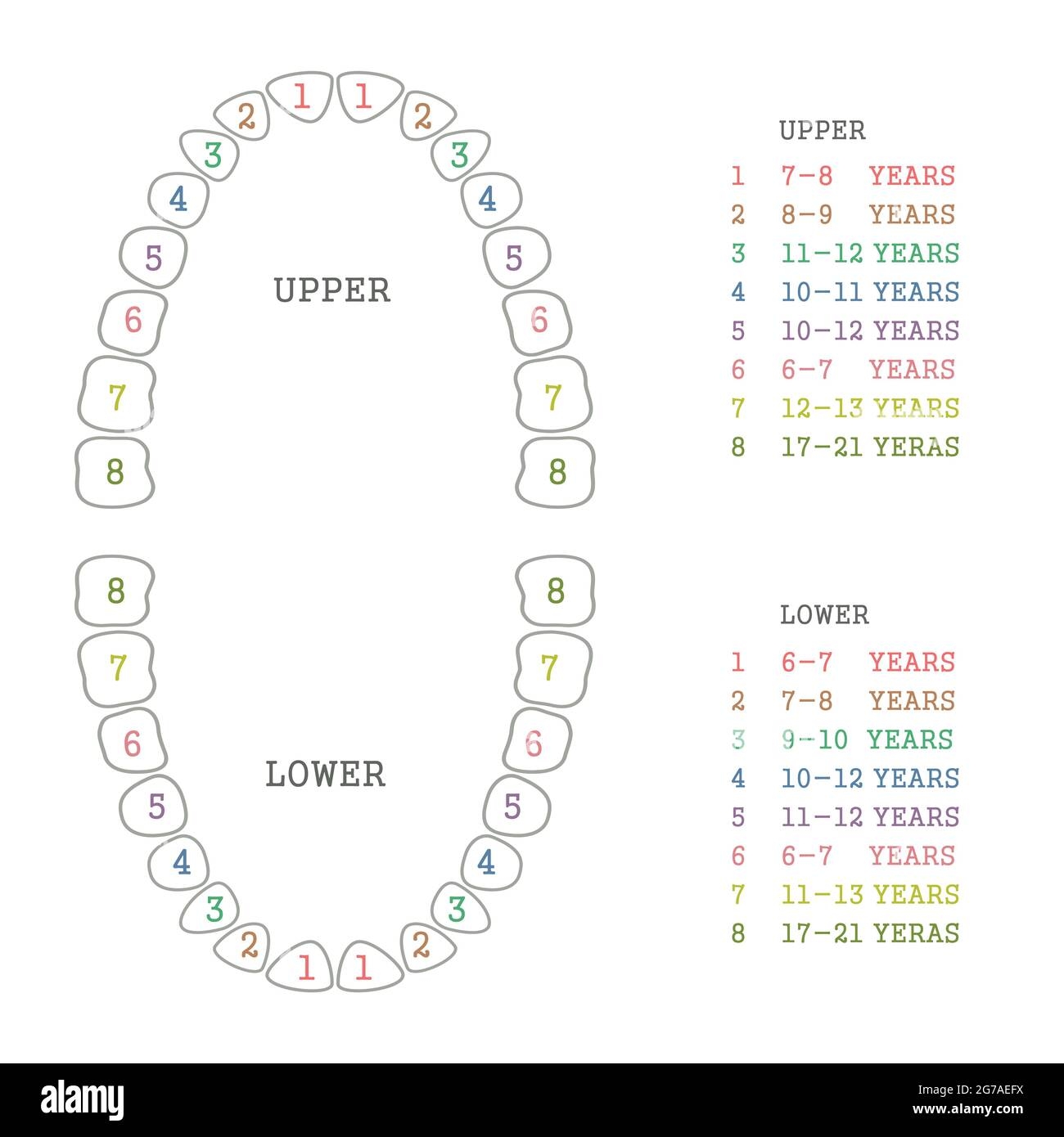 Tooth Chart Cut Out Stock Images Pictures Alamy Tooth Chart Cut Out Stock Images Pictures Alamy