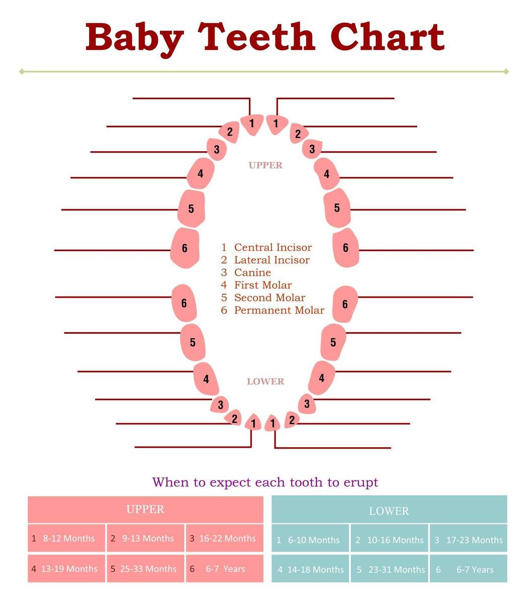 Tooth Chart Full Sheet 15 Free PDF Printables Printablee Tooth Chart Full Sheet 15 Free PDF Printables Printablee