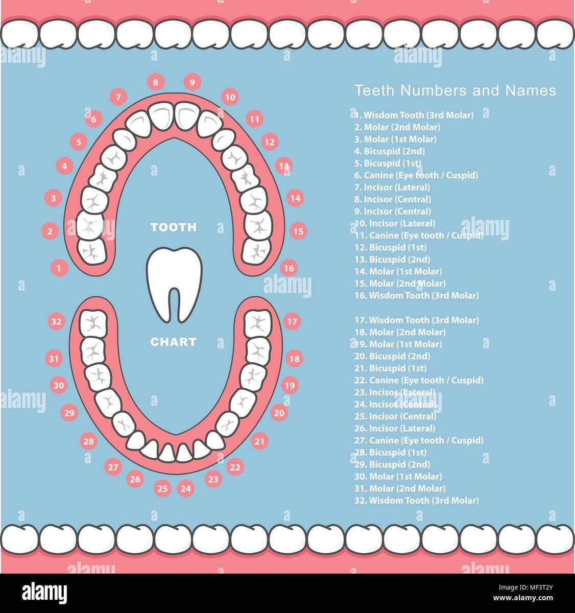 Tooth Chart Hi Res Stock Photography And Images Alamy Tooth Chart Hi Res Stock Photography And Images Alamy