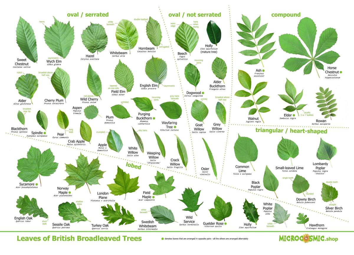 Tree Leaves Identification Poster British Species Etsy