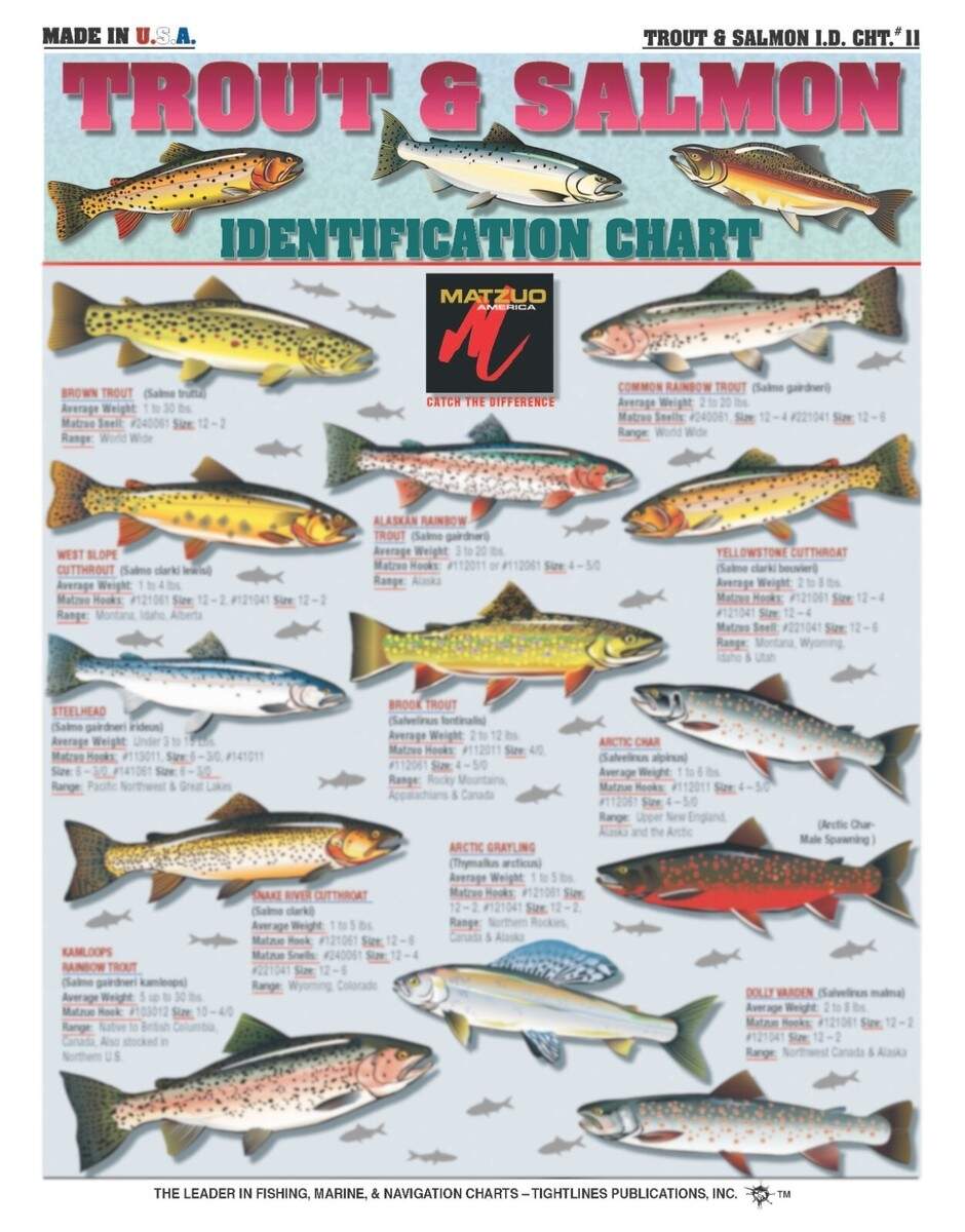 Trout And Salmon Fish Identification 11 Waterproof Quick Reference EBay