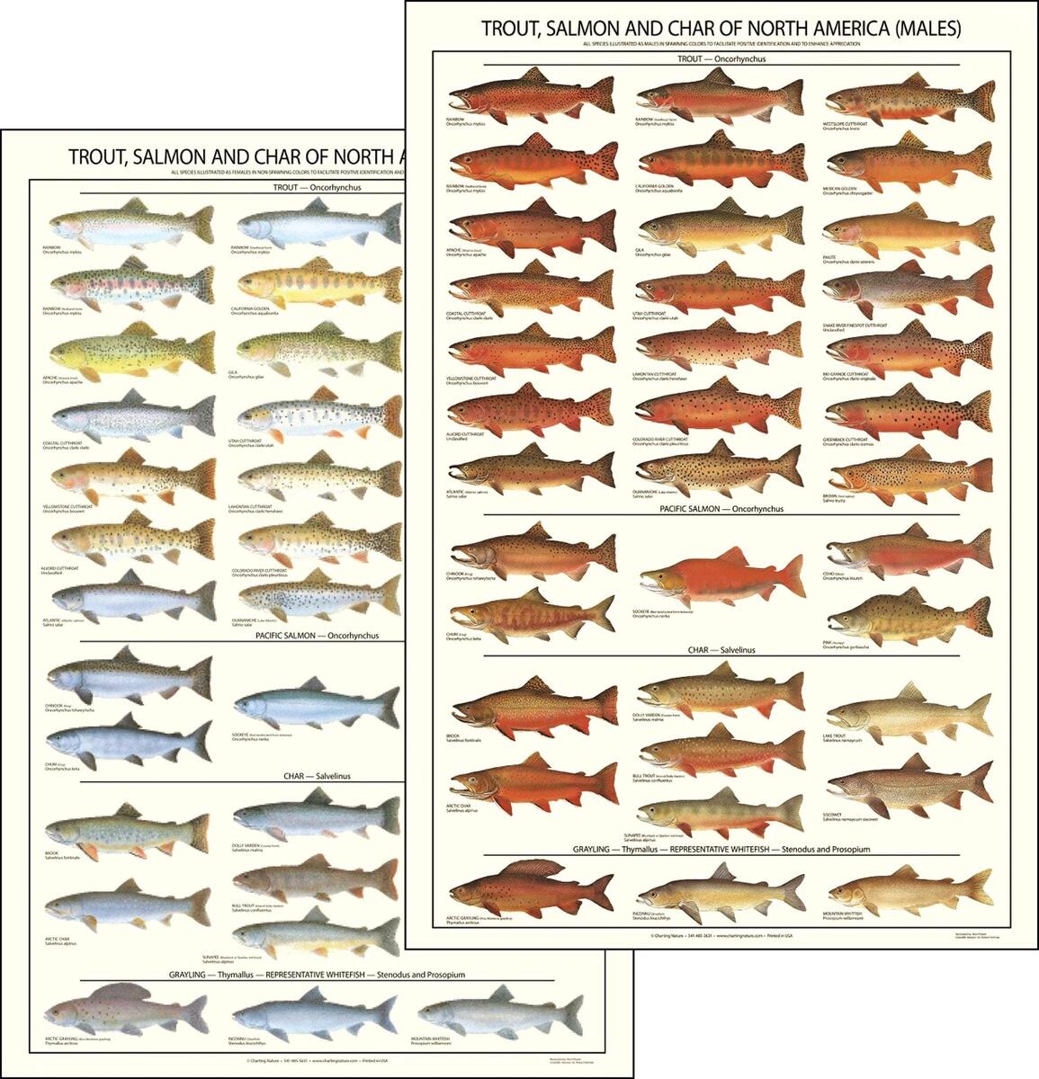 Fish Poster Trout Salmon And Char Poster And Identification Chart Females Walmart