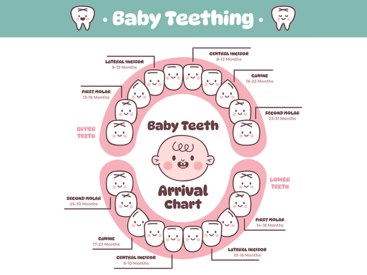 What Are The Different Stages Of A Child S Teeth And How Does Pediatric Dentistry Help What Are The Different Stages Of A Child S Teeth And How Does Pediatric Dentistry Help